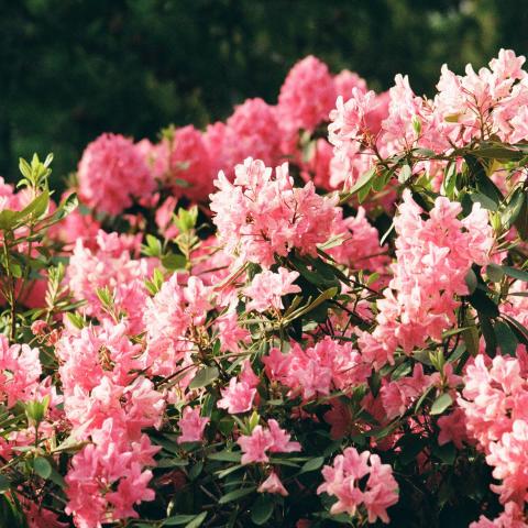A bush of vibrant pink flowers.